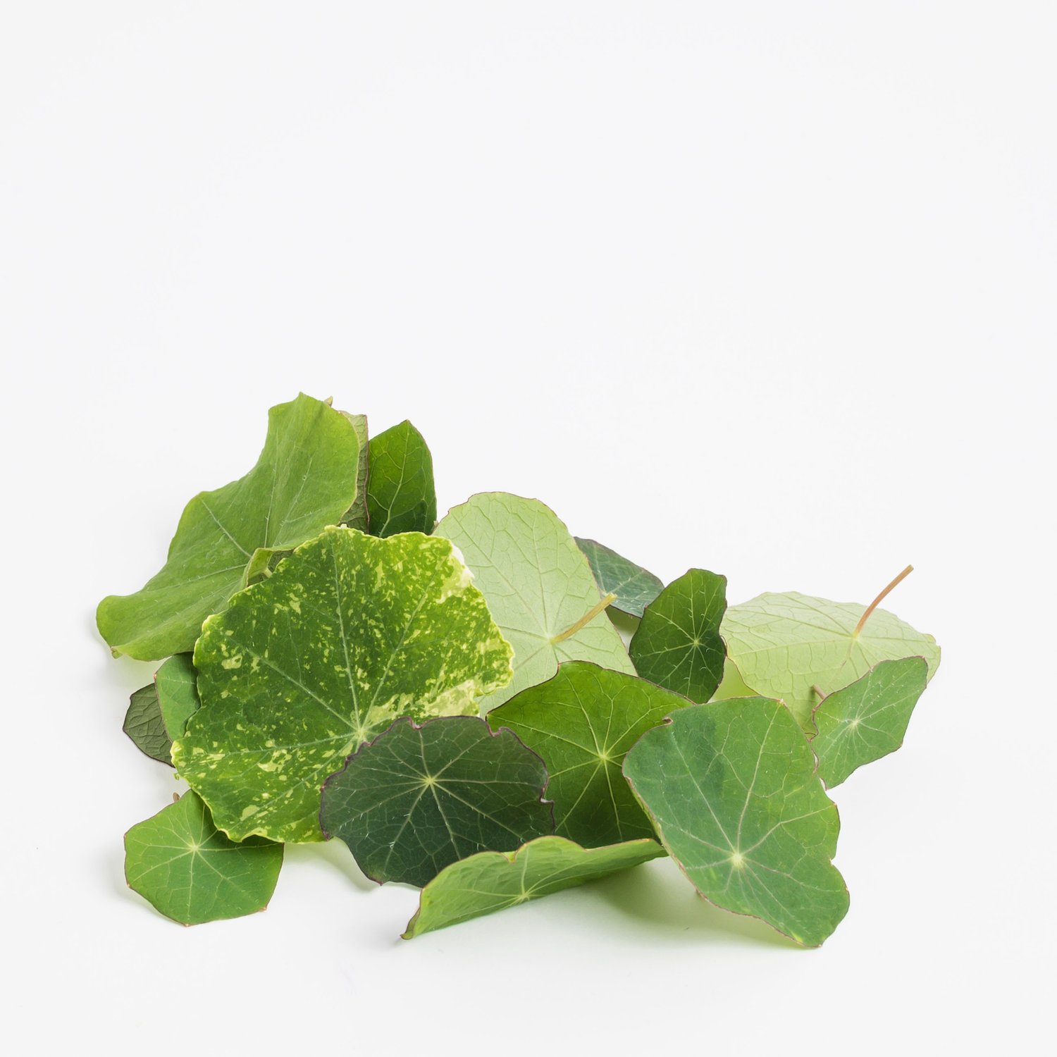 Sarkantyúka "Marble"