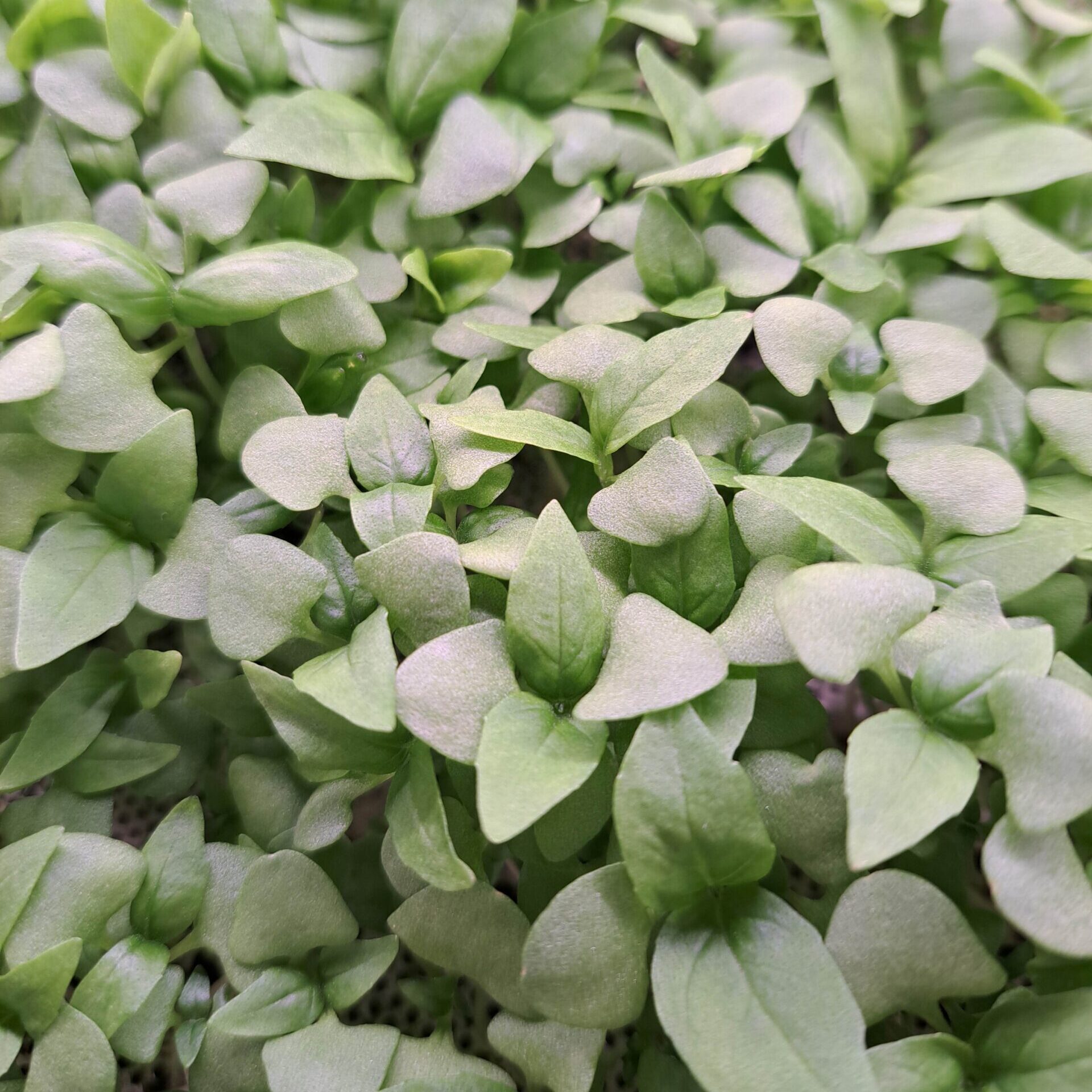 Bazsalikom "Thai Cinnamon"