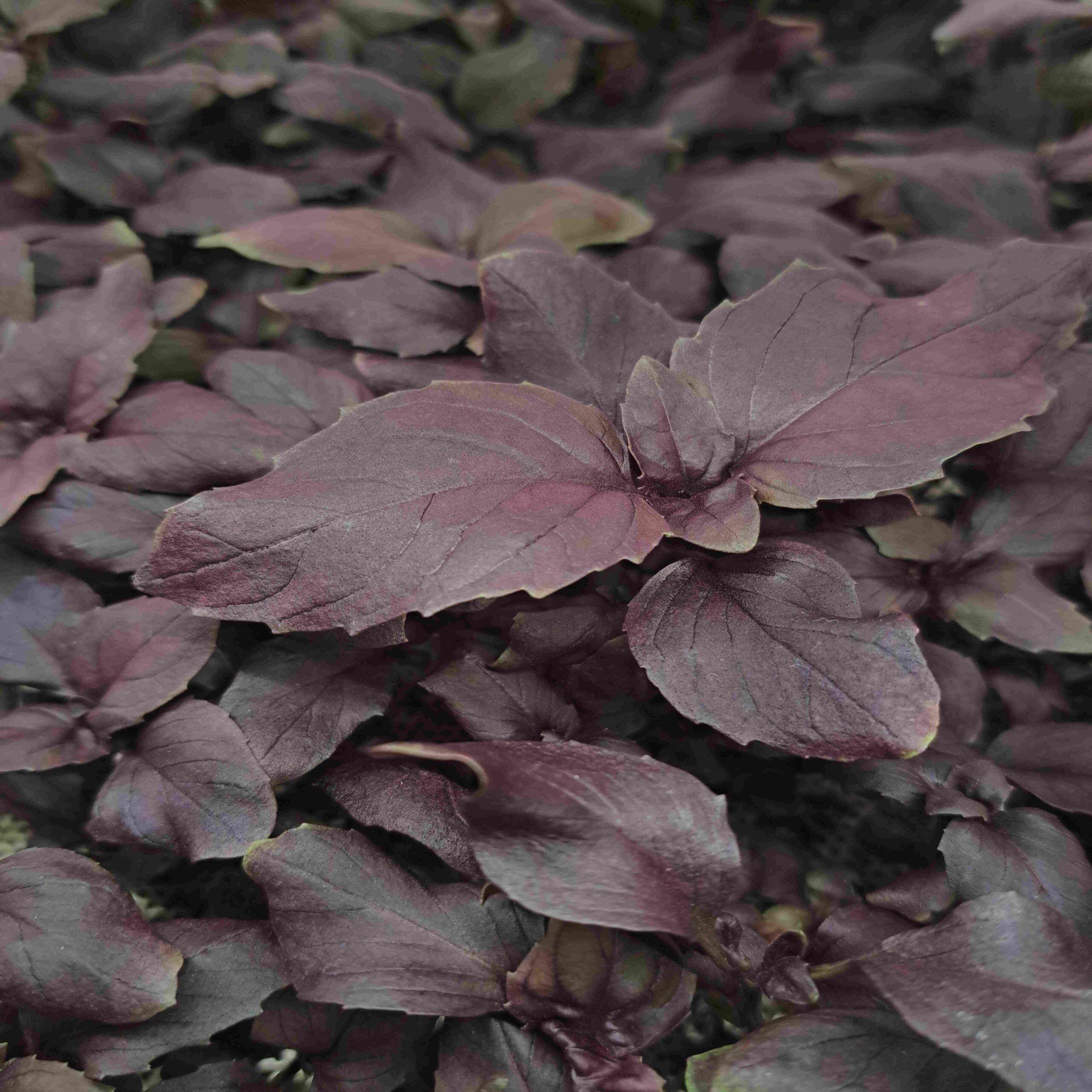 Amaránt "Red Aztec"