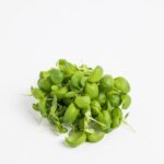 Bazsalikom "Sweet Genovese"