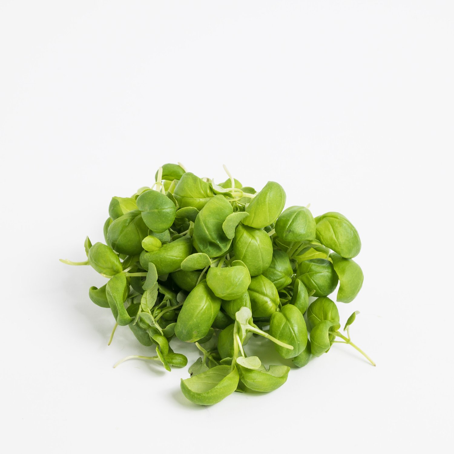 Bazsalikom "Sweet Genovese"